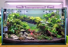 an aquarium filled with lots of plants and rocks