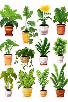 potted house plants in different shapes and sizes