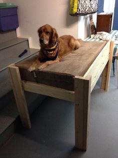 a brown dog laying on top of a wooden table