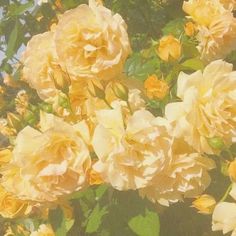 yellow roses are blooming in the garden