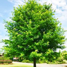 a large green tree sitting on the side of a road