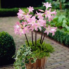 some pink flowers are in a pot on the ground