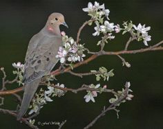 a bird sitting on top of a tree branch with white flowers in it's beak