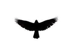 a black bird is flying in the sky