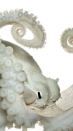 an octopus with its mouth open and tentacles curled around it's head, in front of a white background