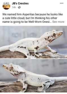 an image of a gecko that is on top of a tree branch with the caption'we named him asperias because he looks like a cute little cloud, but i'm thinking his other name is going to be well worn ones see more