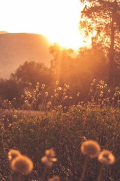 the sun is setting behind some wild flowers