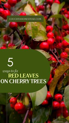 red leaves on cherry tree