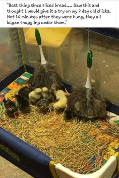 two mop brooms sitting on top of some baby birds in a small cage