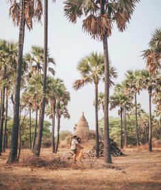 a man riding a bike through a forest filled with palm trees