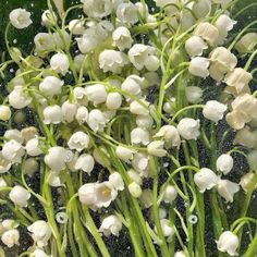 white flowers are sprinkled with water on the ground