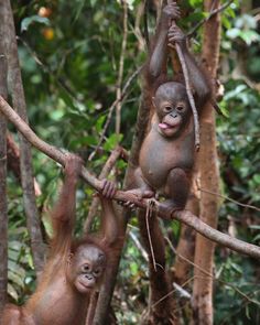 two baby oranguels hanging from branches in the jungle