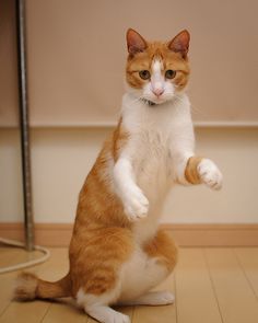 an orange and white cat standing on its hind legs with one paw in the air