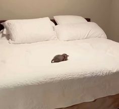 a cat laying on top of a white bed