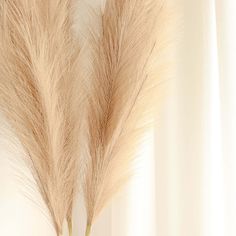 two tall dry grass stems in front of a white curtain