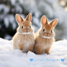 two small rabbits sitting in the snow