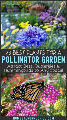 the best plants for a pollinator garden attract bees, butterflies and hummingbirds to any space