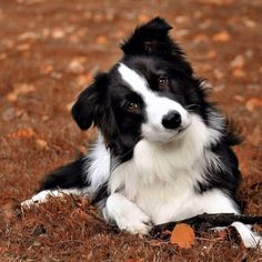 a black and white dog laying on top of dry grass next to fallen leaf covered ground