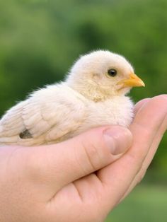 a small white bird sitting on top of someone's hand