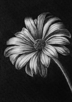 a black and white drawing of a flower on a dark background with the petals still attached