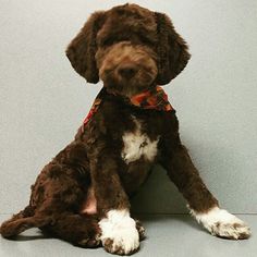 a brown and white dog sitting on top of a floor next to a gray wall