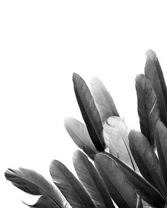 black and white photograph of feathers in the air