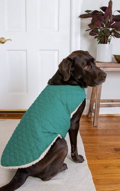 a dog sitting on the floor wearing a green blanket