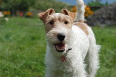 a white and brown dog standing on top of a lush green field