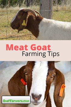 two goats with tags on their ears and the words meat goat farming tips