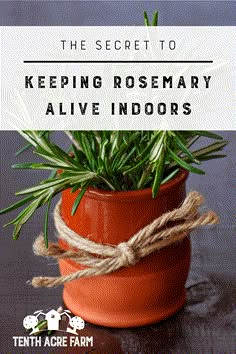 a potted plant with the words, the secret to keeping rosemary alive indoorss