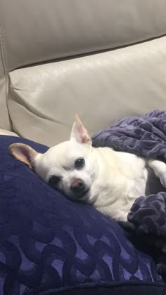 a small white dog laying on top of a blue blanket next to a couch cushion