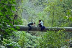 three people are sitting on a fallen tree in the woods and one is taking a photo