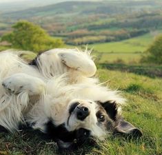 a white and black dog rolling around in the grass