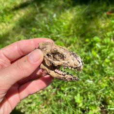 a hand holding a small animal in it's left hand with grass behind it