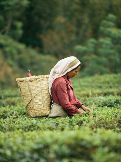 a woman picking tea leaves with a wicker basket on her back in a field