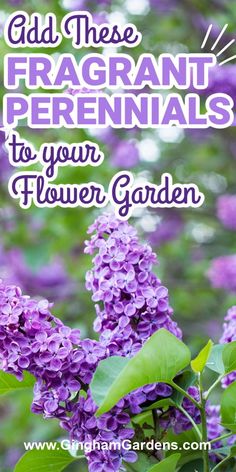 purple flowers with the words, add these fragrantt perennials to your flower garden