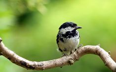 a small black and white bird sitting on a tree branch in front of green blurry background