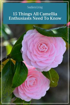 pink flowers with green leaves and the words, 15 things all camellia enthusiasts need to know