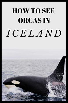 an orca swimming in the ocean with text overlay that reads how to see orcasin iceland