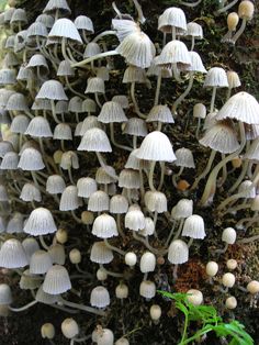 many white mushrooms growing on the side of a tree