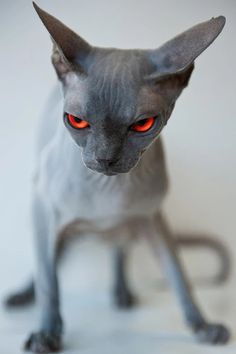 a hairless cat with green eyes looking at the camera