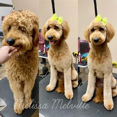 two dogs sitting on top of a table next to each other in front of a mirror