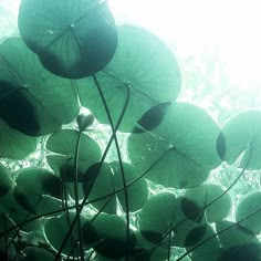 some green plants are growing in the sun