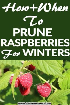 raspberries growing in the garden with text overlay that reads how to when prune raspberries for winter