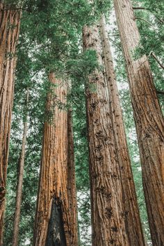 tall trees stand in the middle of a forest