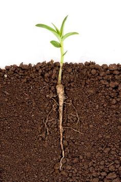 a young plant sprouting from the ground with dirt and soil on it's side