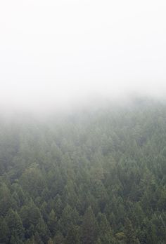 two sheep standing in the middle of a forest on a foggy, overcast day