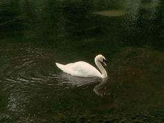 a white swan floating on top of a body of water