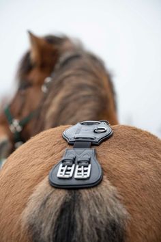 two brown horses with black tags on their ears and tails, one is looking at the camera