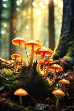 a group of mushrooms that are on the ground